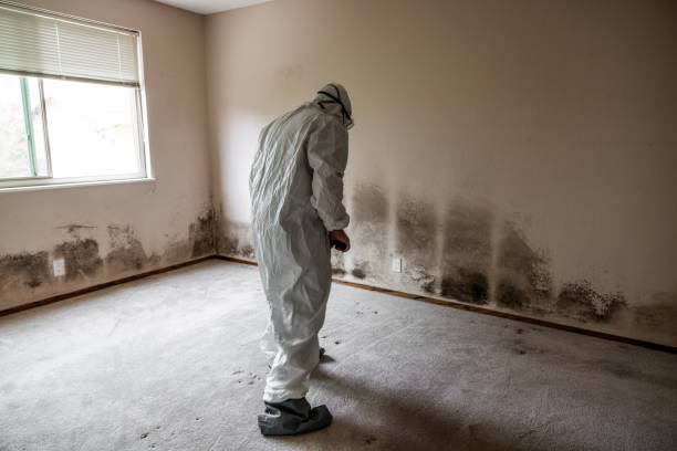 Best Black Mold Removal  in Long Grove, IA