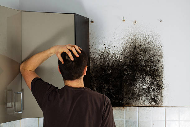 Best Toxic Mold Removal  in Long Grove, IA